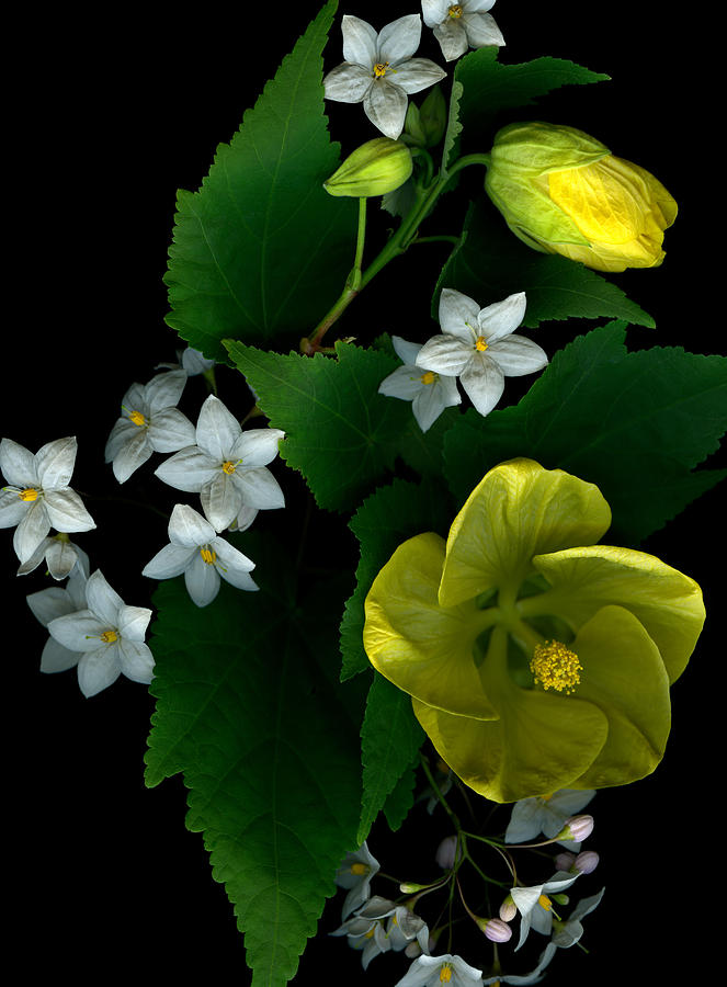 Ojai Abutilon by Marsha Tudor Ojai Abutilon by Marsha Tudor