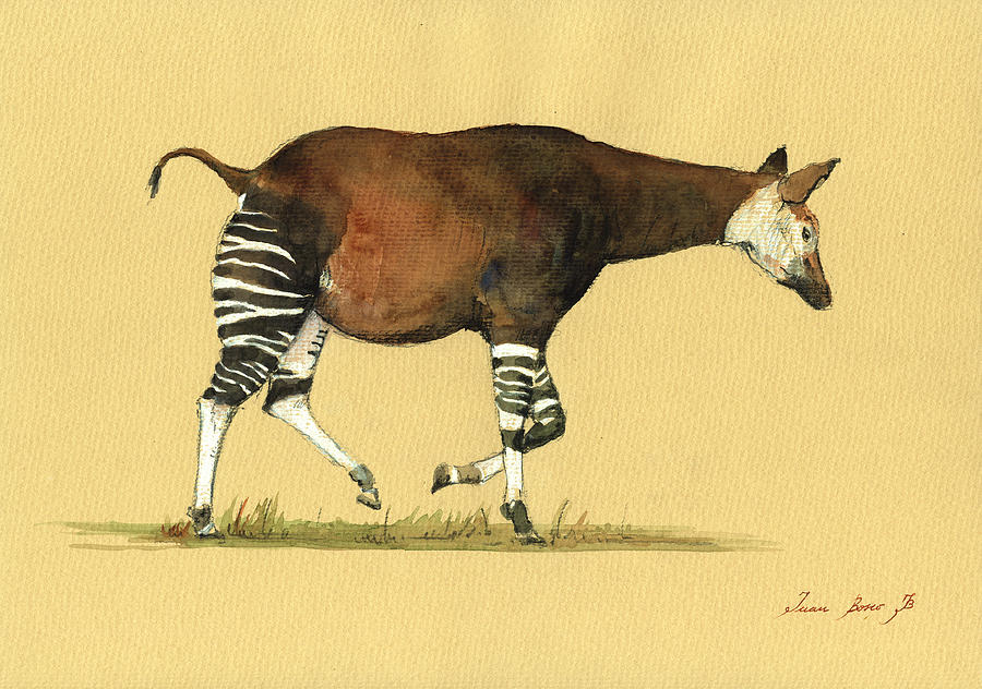 Safari Decor Painting - Okapi art watercolor painting #1 by Juan  Bosco