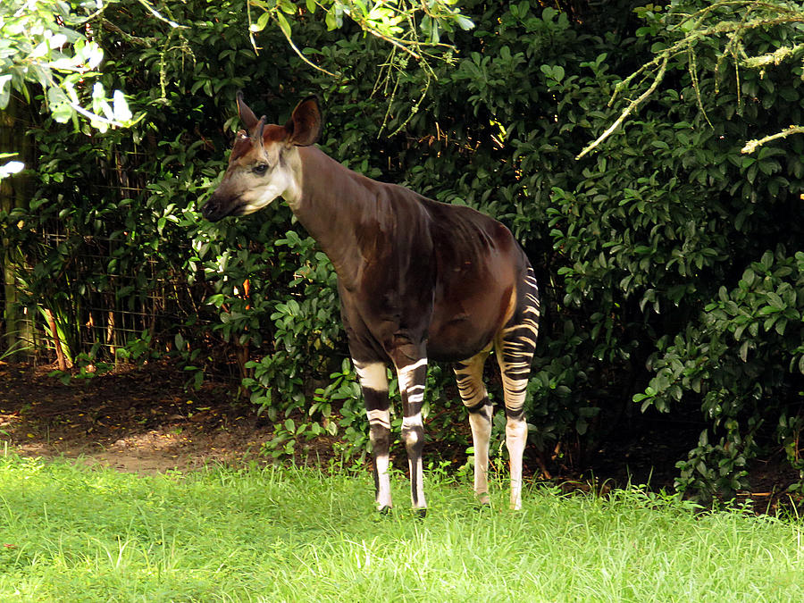 Okapi Photograph by J M Farris Photography | Fine Art America