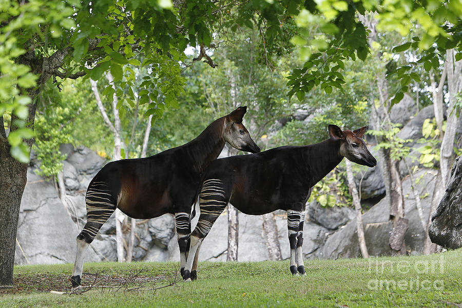 Okapi Okapia Johnstoni #1 Photograph by Gerard Lacz