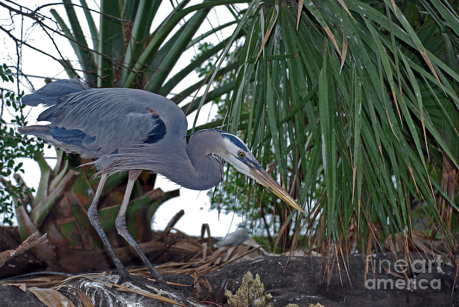 Bird Photograph - Old Blue #2 by Skip Willits