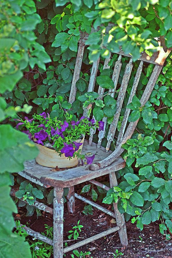 Flower Photograph - Old Chair New Petunias by Amanda Smith