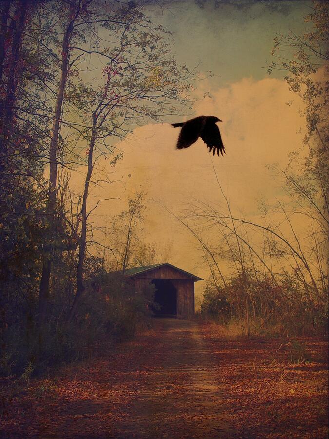 Nature Photograph - Lone Crow Flies Over The Old Country Road  by Gothicrow Images