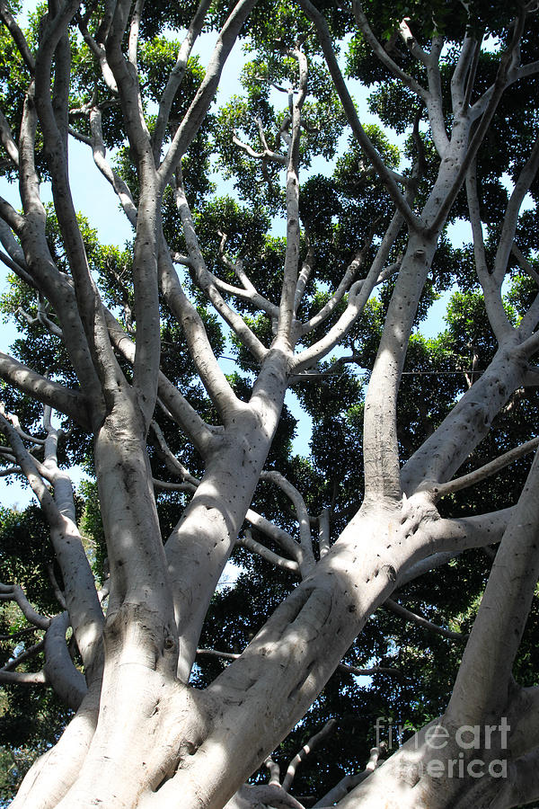 Old Fig Tree Photograph