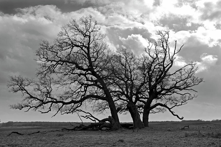 Old Oak #1 Photograph by Inge Riis McDonald