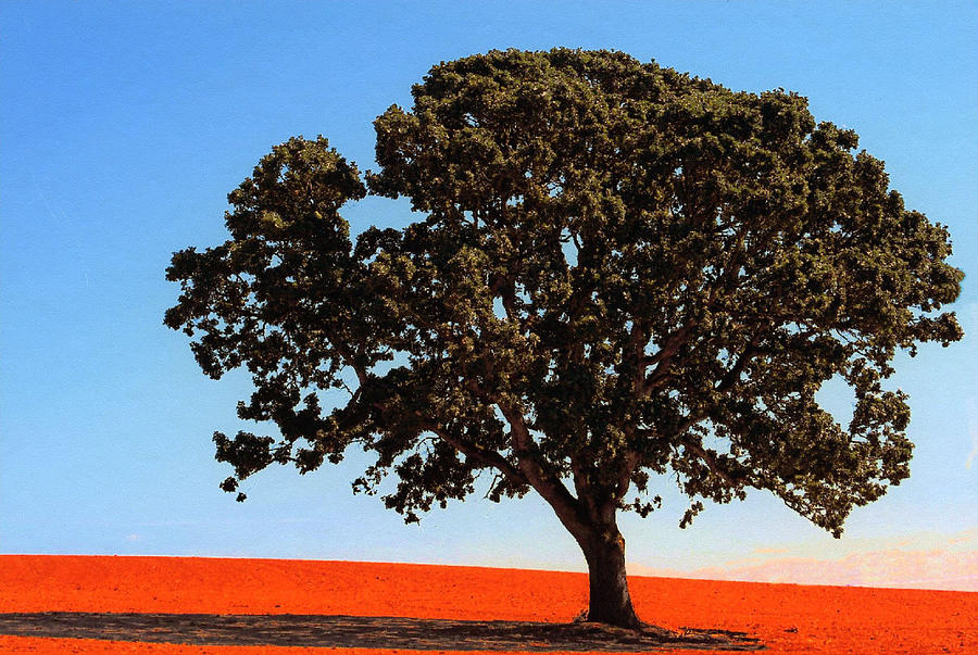 Old Oak Tree #1 Photograph by Margaret Hood