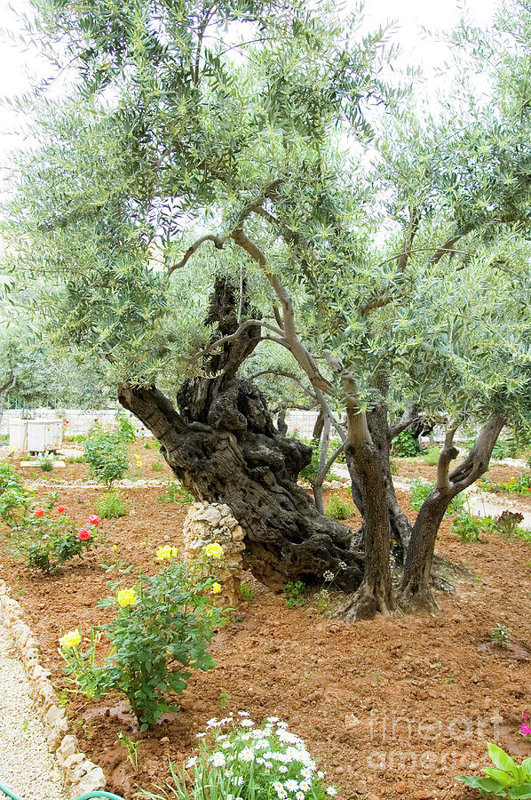 Old Olive trees, Gethsemane, Jerusalem, Israel #1 Photograph by Ilan Rosen