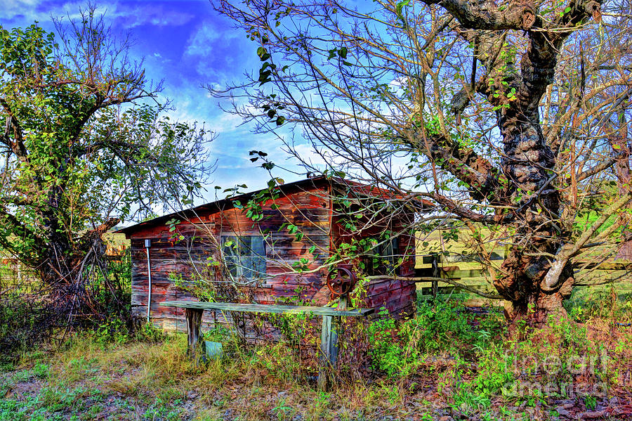 Old Shack Photograph