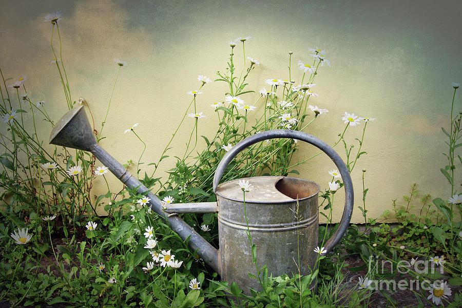 Old sprinkling can between daisies #1 Photograph by Michal Boubin