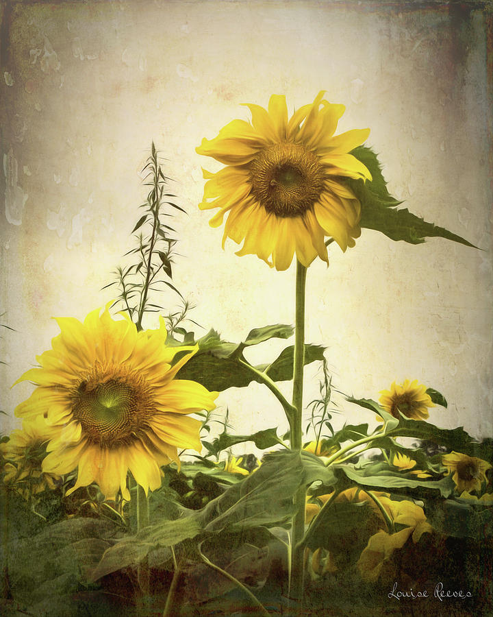 Old Time Sunflowers #1 Photograph by Louise Reeves
