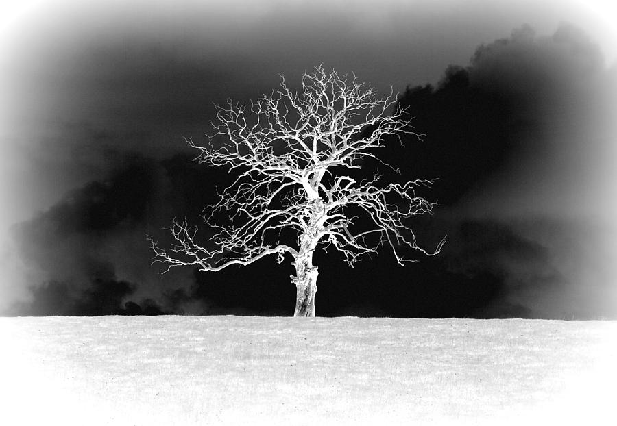 Old tree #1 Photograph by Lukasz Ryszka