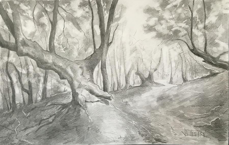 Old tree Drawing by Vlad Duchev - Fine Art America