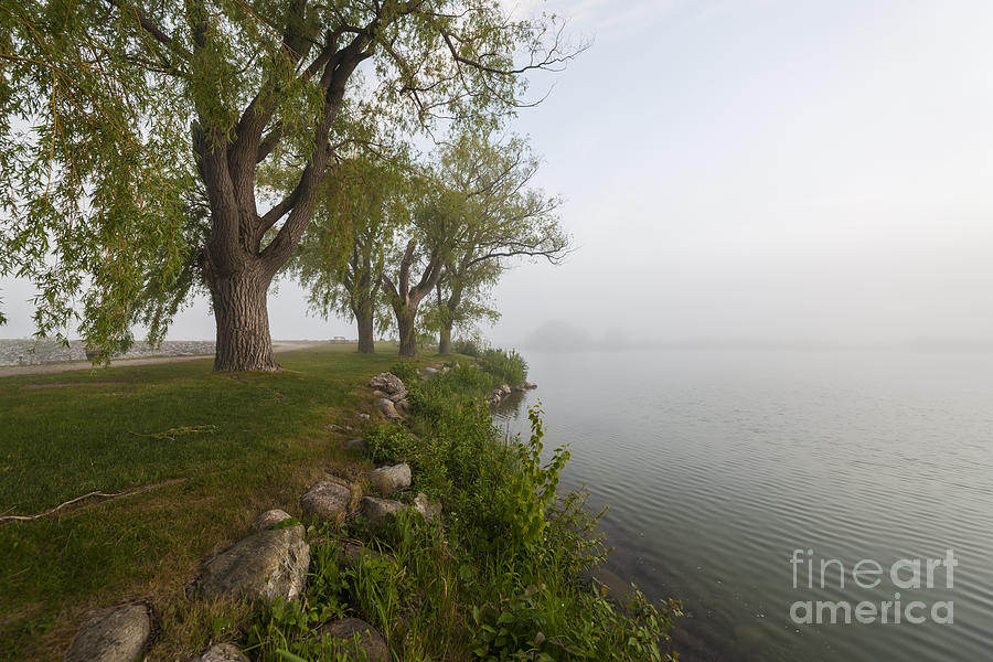 Tree Photograph - Old trees on foggy shore 1 by Elena Elisseeva