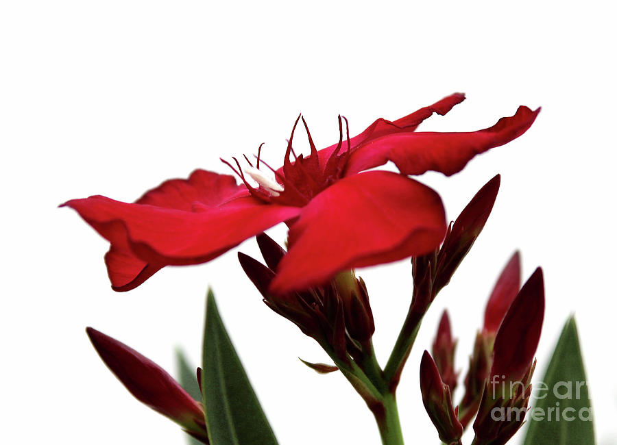 Oleander Blood-red Velvet 3 Photograph by Wilhelm Hufnagl
