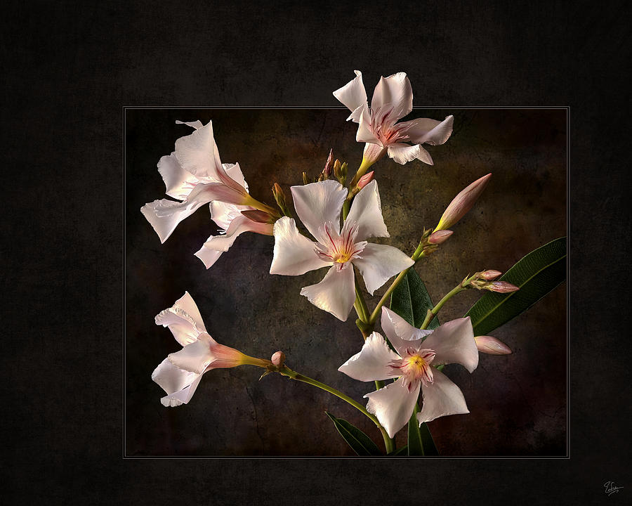 Oleander #1 Photograph by Endre Balogh