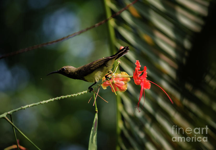 Olive Backed Sunbird #2 Photograph by Michelle Meenawong