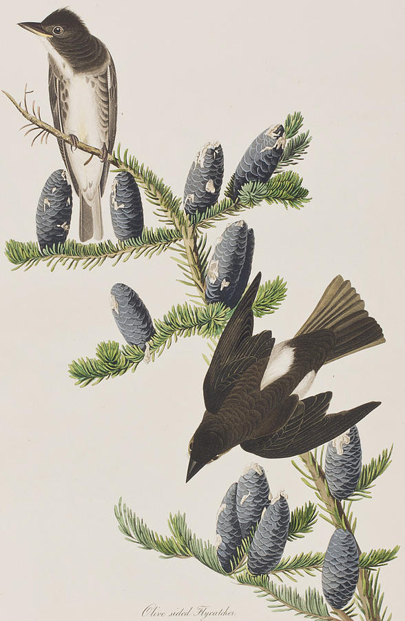 John James Audubon Painting - Olive sided Flycatcher by John James Audubon