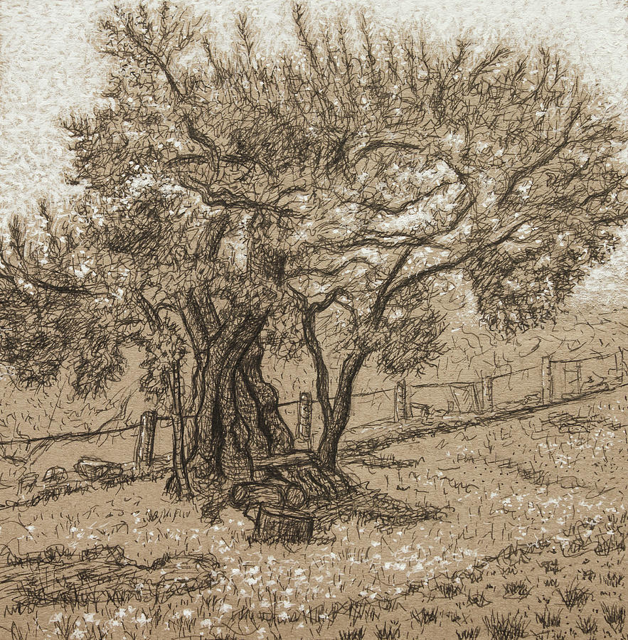 Olive Tree Drawing by Manuel Adrianzen | Fine Art America