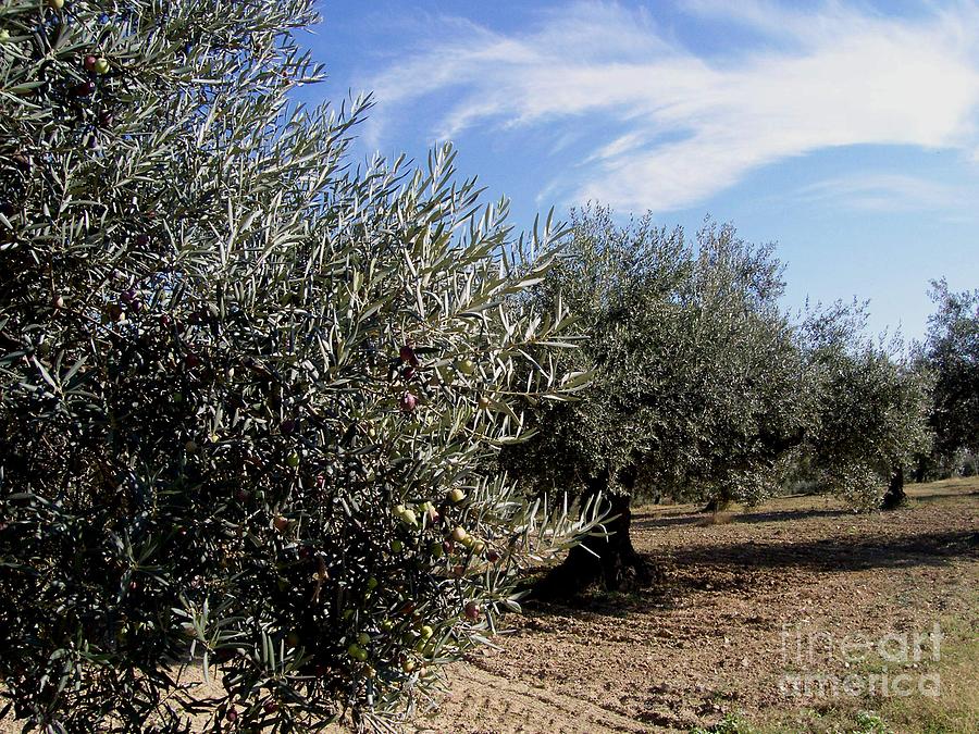 Olive Photograph - Olive Trees #1 by Judy Kirouac