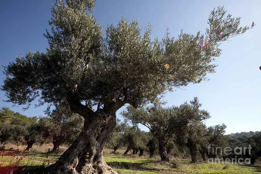 Olive Trees #1 Photograph by Vladi Alon