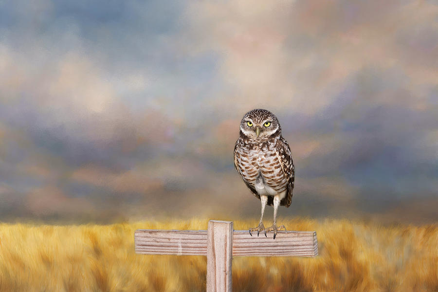 Owl Photograph - On The Fence #2 by Kim Hojnacki