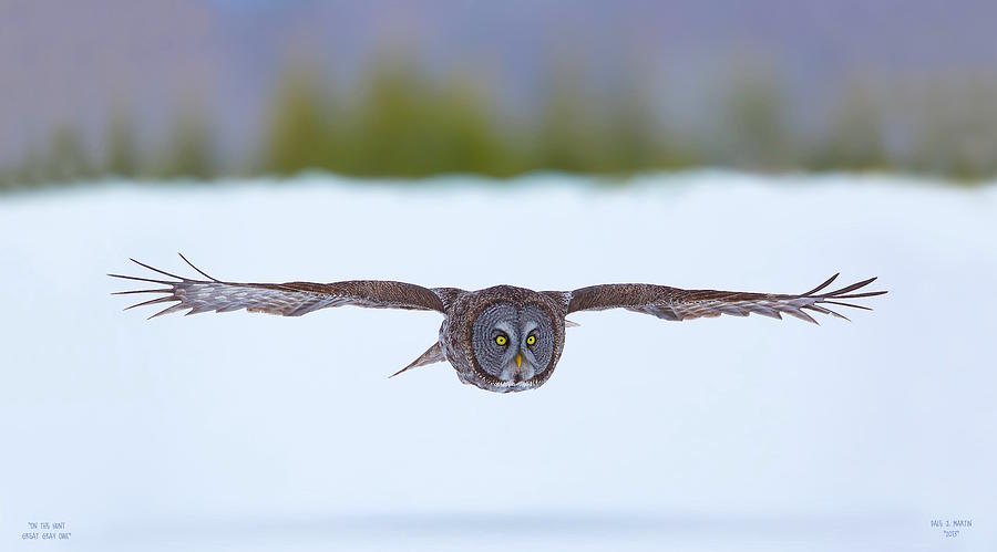 On The Hunt - Great Gray Owl by Dale J Martin On The Hunt - Great Gray Owl by Dale J Martin