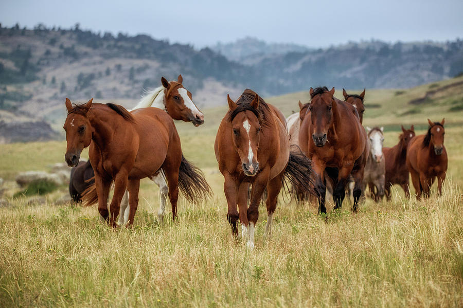 On the Move Photograph by Diane Costello | Fine Art America