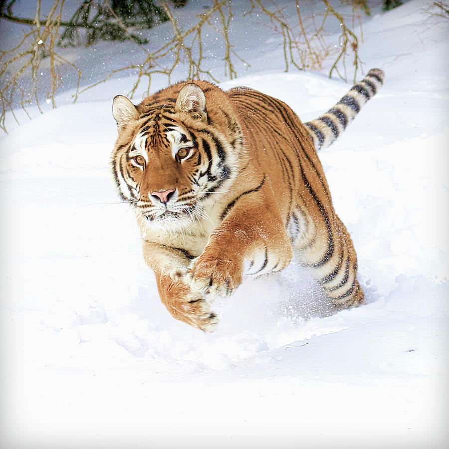 Tiger on The Run Photograph by Steve McKinzie