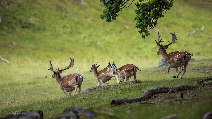 On the run Photograph by Torbjorn Swenelius