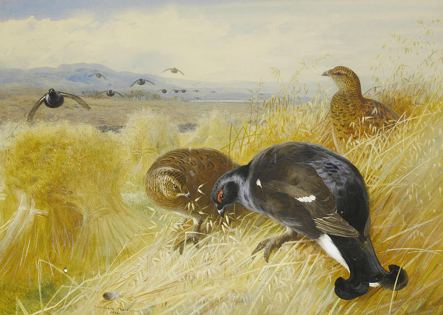 On the Stooks - Blackgame #2 Painting by Archibald Thorburn