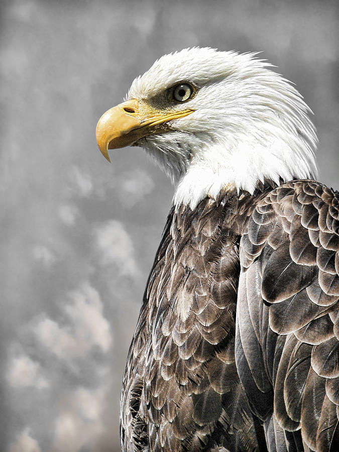 On Watch Photograph By Steve McKinzie | Fine Art America