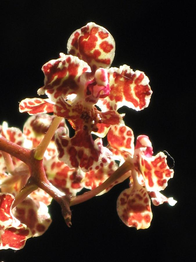 Oncidium Orchid #2 Photograph by Alfred Ng