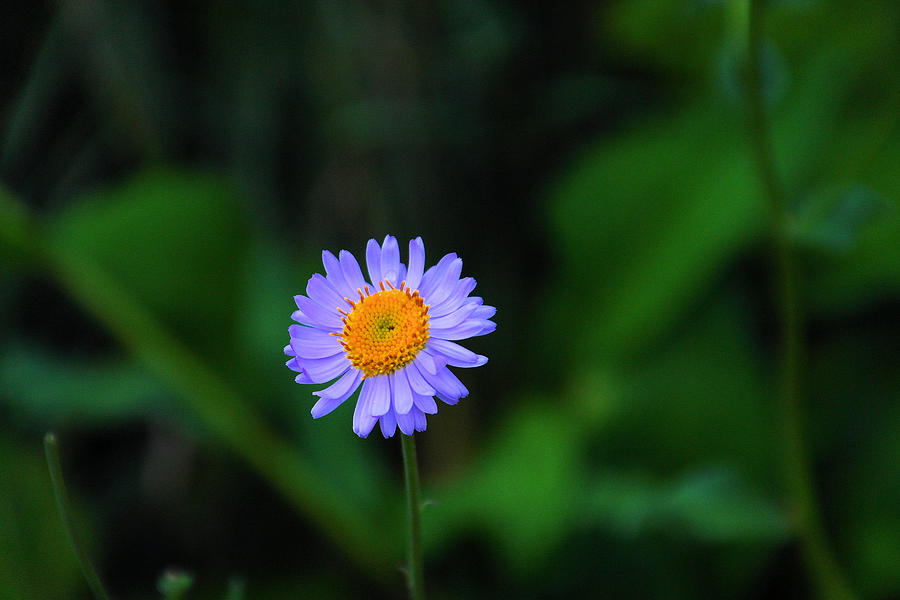 One little wildflower #2 Photograph by Jeff Swan