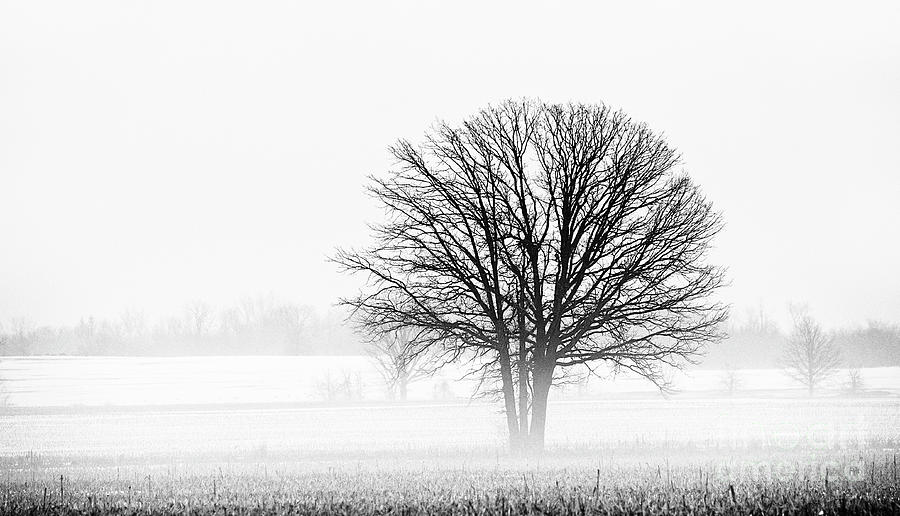 Winter Photograph - One... #2 by Nina Stavlund