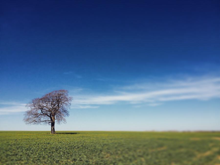 One tree on the horizon #1 Photograph by Seeables Visual Arts