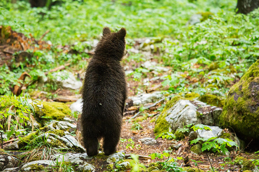 One year old Brown Bear in Slovenia #1 Photograph by Ian Middleton