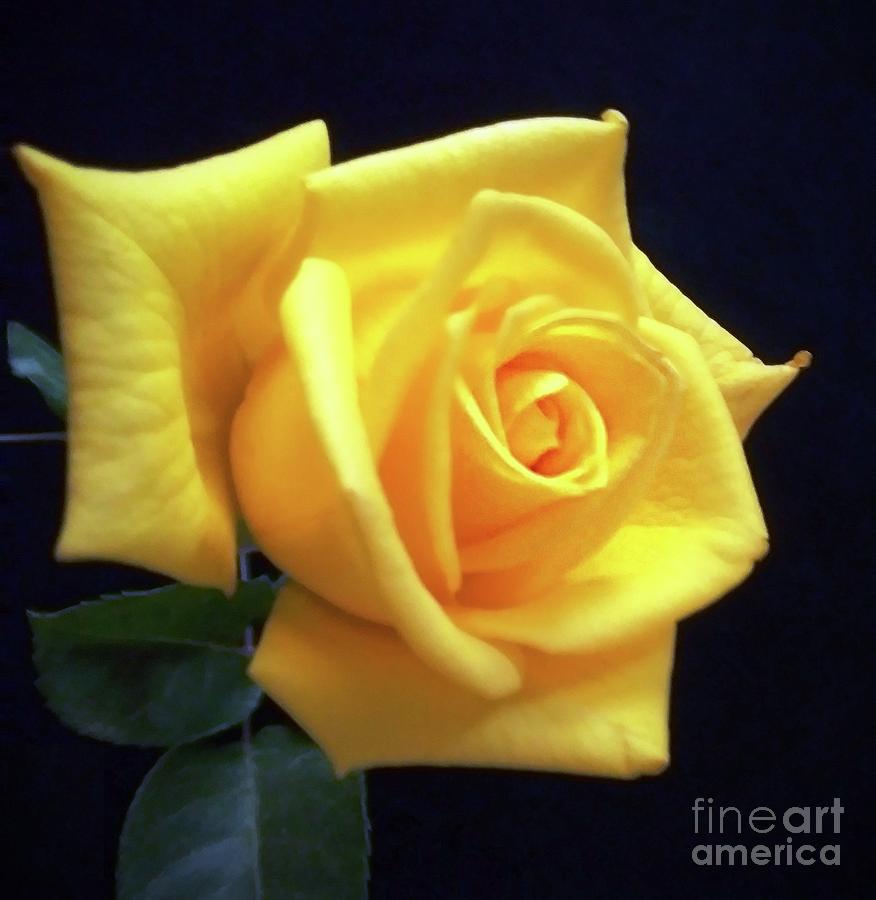 One Yellow Rose #1 Photograph by Rita Brown
