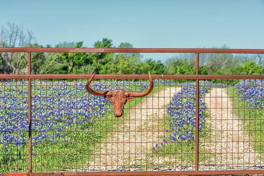 Only in Texas #1 Photograph by Victor Culpepper