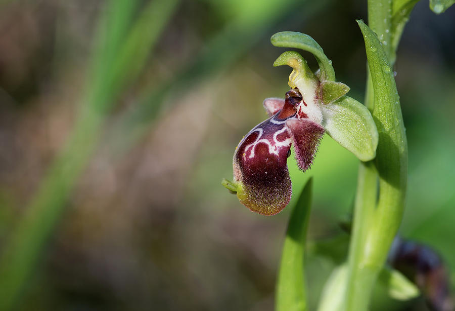 Ophrys kotschyi wild orchid  flower #1 Photograph by Michalakis Ppalis