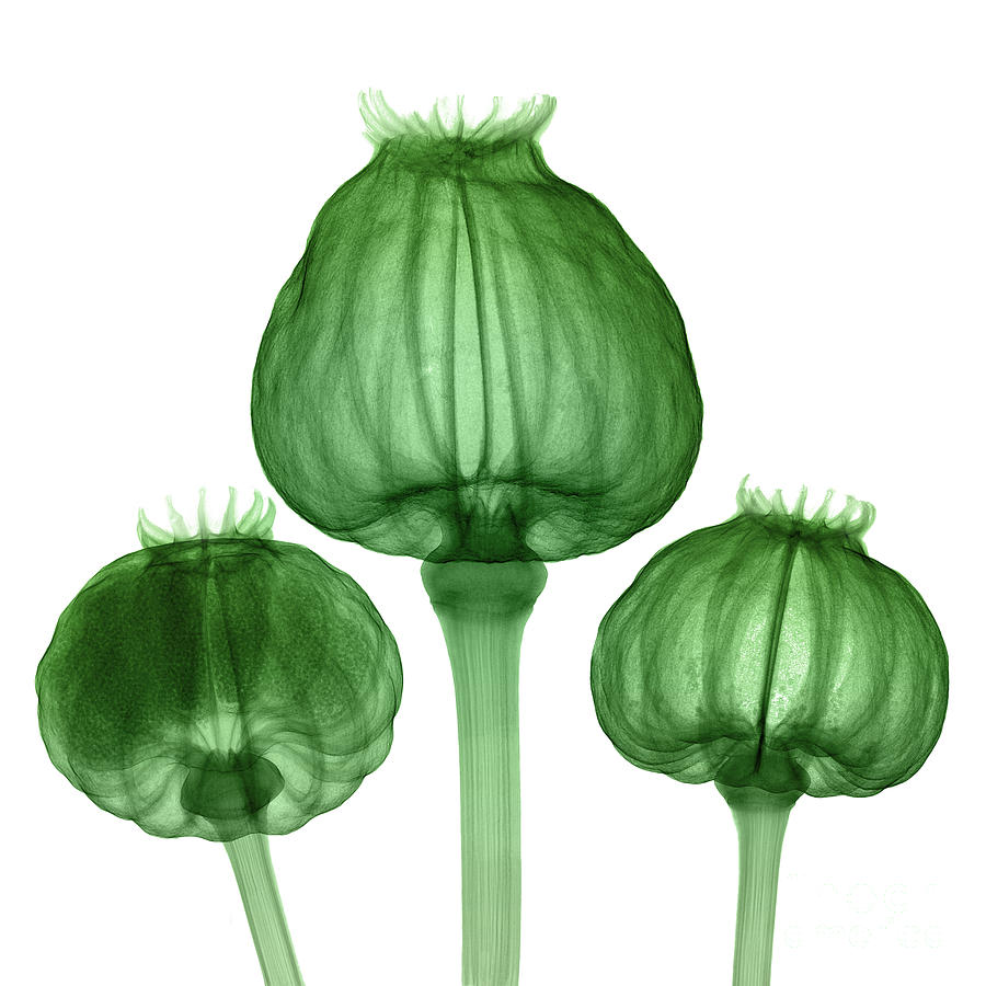 Opium Poppy Pods, X-ray #1 Photograph by Ted Kinsman