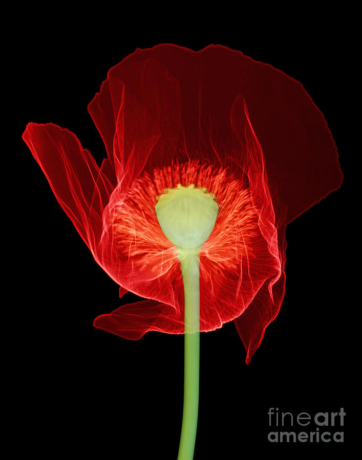 Opium Poppy, X-ray #1 Photograph by Ted Kinsman