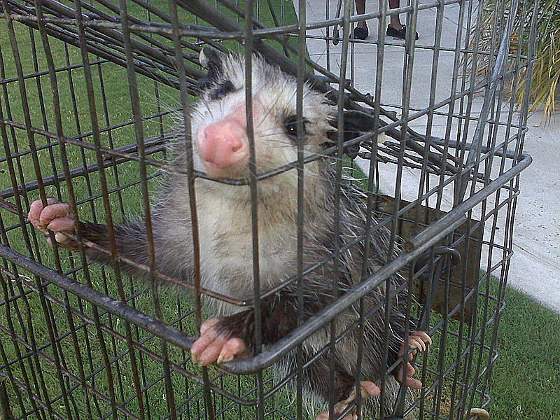 How to Trap Opossums, Opossum Traps