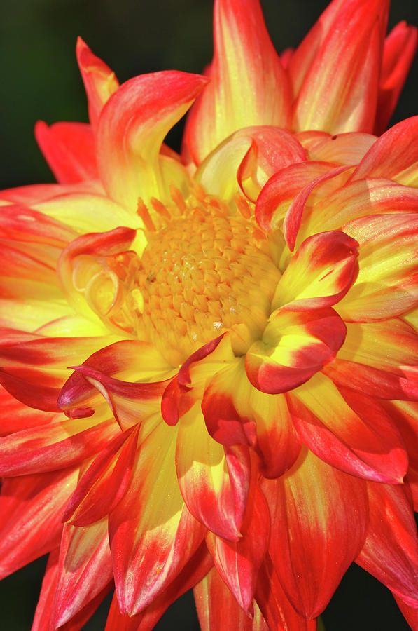 Orange and yellow dahlia flower Photograph by Ingrid Perlstrom | Fine