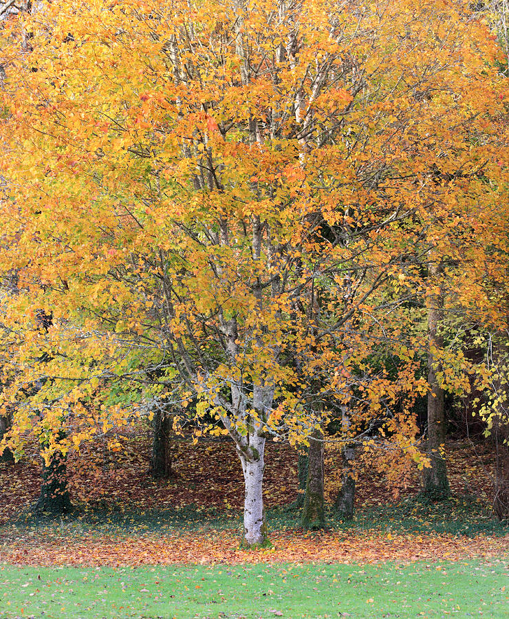 Orange Autumn Tree #1 Photograph by Pierre Leclerc Photography