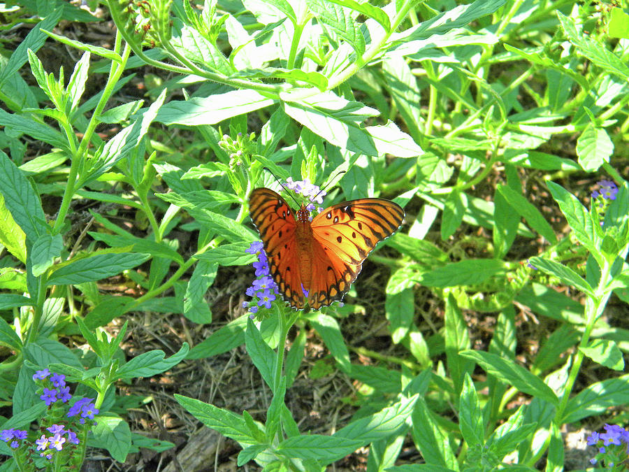 Orange Butterfly #1 Photograph by Matthew Seufer