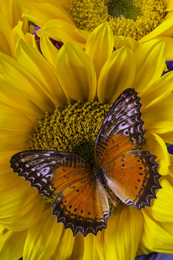 Orange Butterfly On Sunflower #1 Photograph by Garry Gay