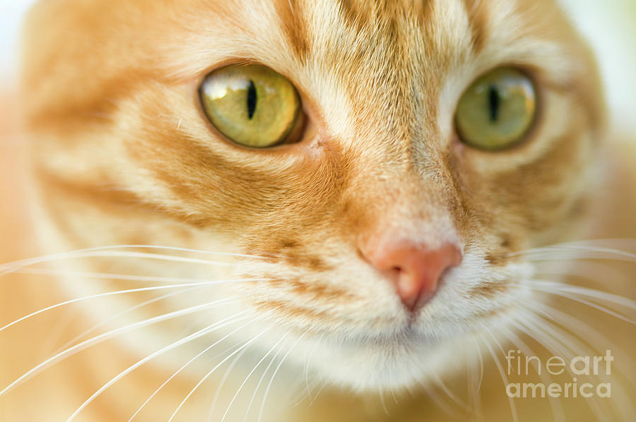 Orange cat #2 Photograph by Juan Silva