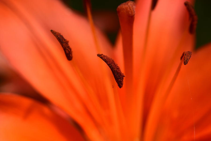 Orange Daylily #1 Photograph by Curtis Krusie