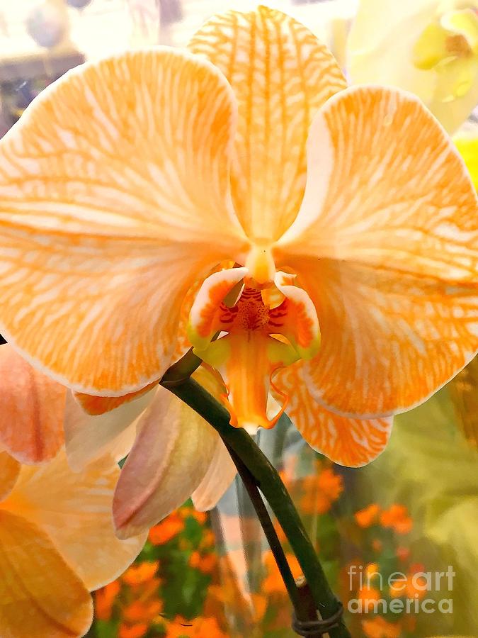 Orchid Photograph - Orange Delight #1 by Nona Kumah