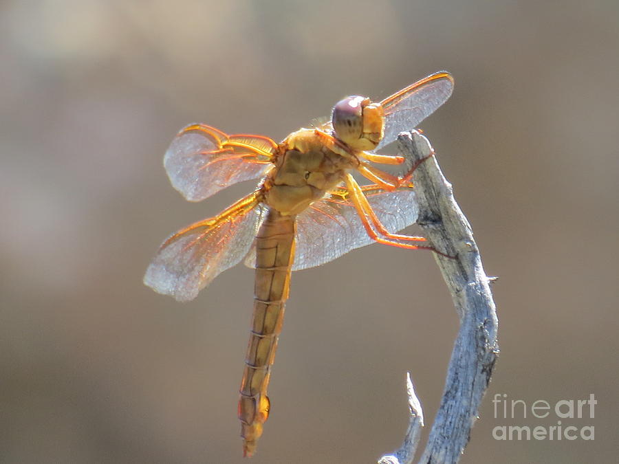 Dragonfly 5 Photograph by Christy Garavetto